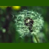 Eingepaßt in 160 x 160 Pixel (4) mit Hintergrundfarbe